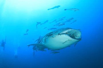 Whale Shark