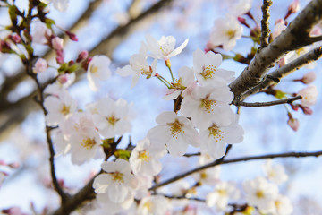 Springtime blooming