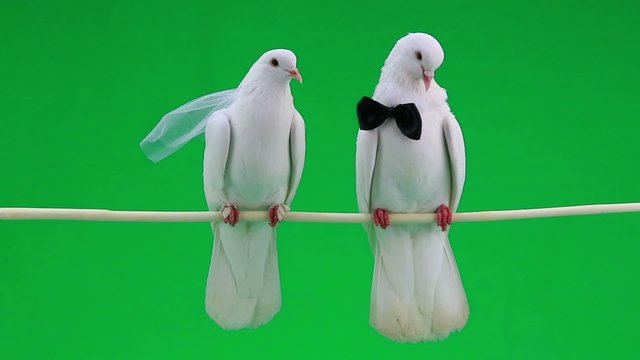 wedding pigeons on  green screen