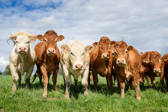 Troupeau de vaches