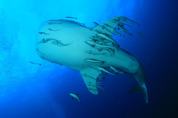 Whale Shark
