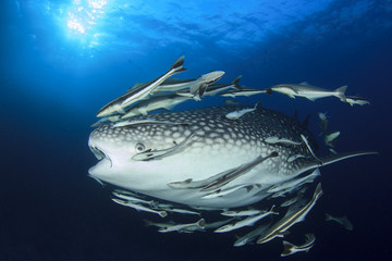 Fototapeta premium Whale Shark and remora fish