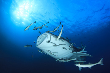 Fototapeta premium Whale Shark feeding with mouth open