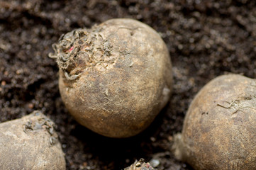 Three raw beets on the ground