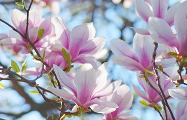 Fotobehang Magnolia Magnolie