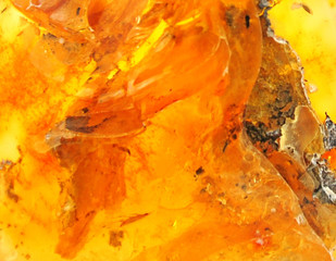 Baltic amber, resin segments, fossil millions of years