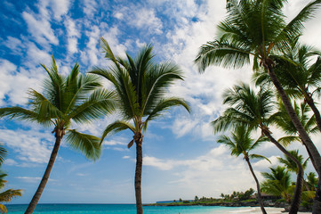 Fototapeta na wymiar Palm and tropical beach in Tropical Paradise. Summertime holiday
