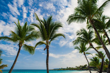Fototapeta premium Palm and tropical beach in Tropical Paradise. Summertime holiday