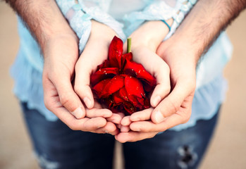 Hands of the couple holding the rose - 82547506