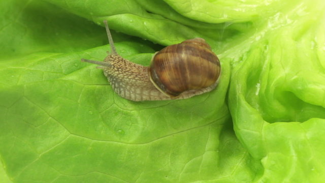snail fast crawling on lettuce