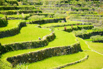 Rice terraces in the Philippines. Rice cultivation in the North