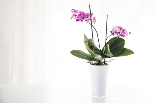 orchidea in vaso