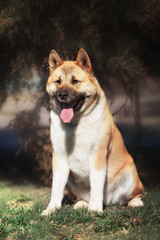 american akita dog standing outdoors