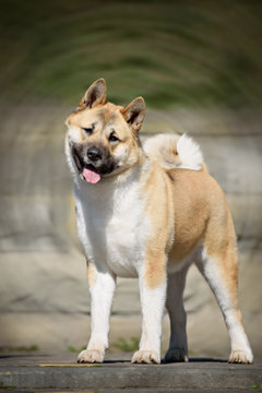 American Akita Dog Standing Outdoors