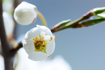 Wild cherry tree blossom in spring