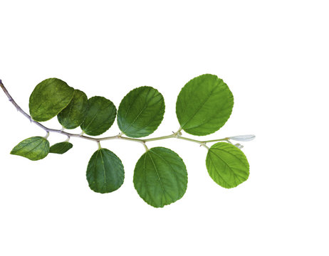 Fototapeta Green Jujube leaf isolated