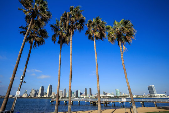  Skyline of San Diego and Palm Trees