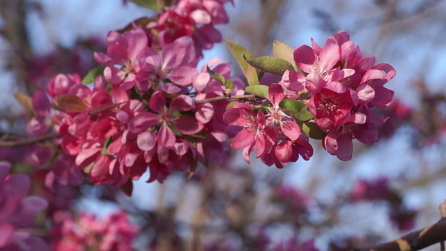 Fruit Tree Branch with Pink Flowers Swaying in the Wind