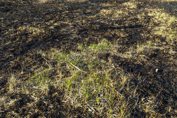 Bruned Grassland