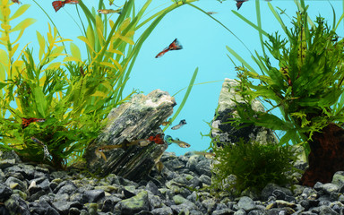 Tropical freshwater aquarium
