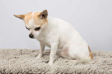Fototapeta premium Closeup portrait of white Chihuahua against grey background