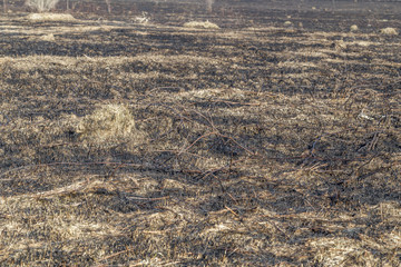 Bruned Grassland