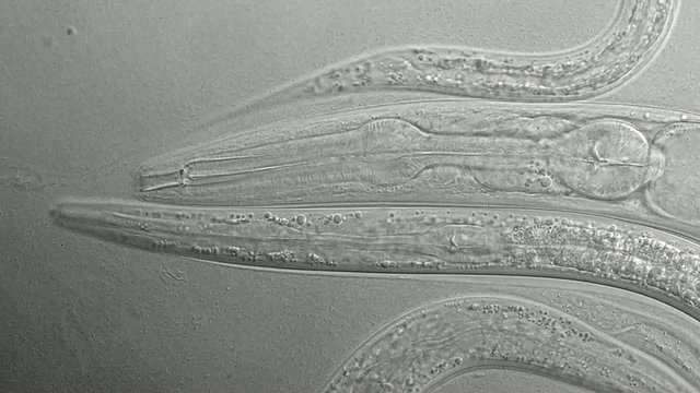 A free-living, transparent nematode (roundworm)

