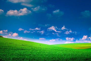 Obraz premium spring field