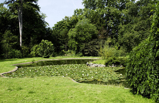 n&eacute;nuphare