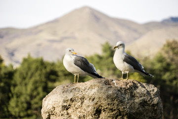 Seagulls with mountains
