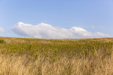 Grassland Hills Landscape