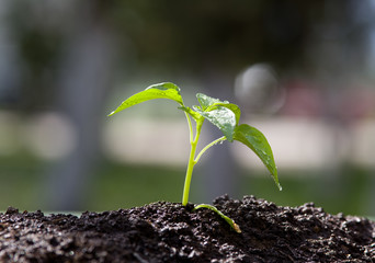 Young plant growing