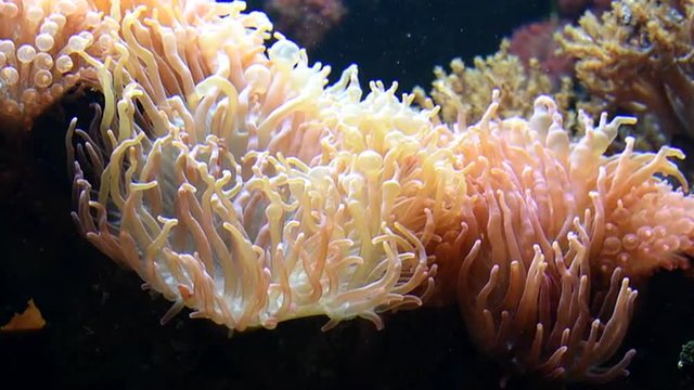 Korallen in Bewegung