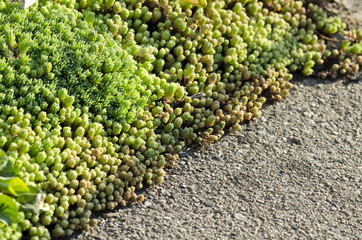 rock plant and pavement