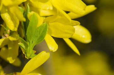 forsythia bush golden shower