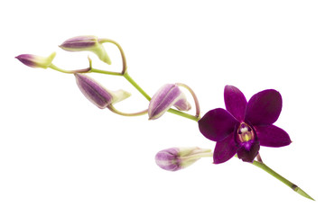 Branch blooming purple orchid