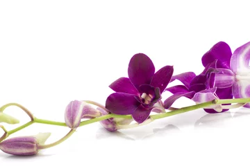 Photo sur Plexiglas Orchidée Branch blooming purple orchid