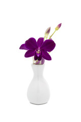 Blossom purple orchid in white vase