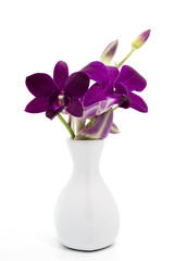 Blossom purple orchid in white vase
