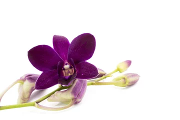 Rolgordijnen Bloesem paarse orchidee is isoleren op witte achtergrond © pixs4u
