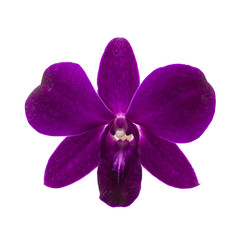 Gros plan d& 39 une seule fleur d& 39 orchidée violette sur fond blanc.
