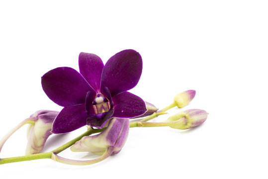 Fototapeta Blossom purple orchid is isolate on whte background
