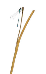 Azure damselfly, Coenagrion puella