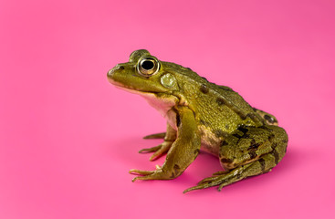 Common Water Frog in front of a pink background