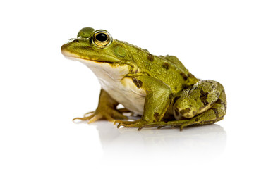 Fototapeta premium Common Water Frog in front of a white background