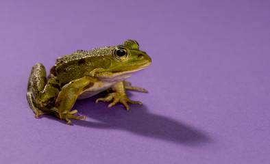 Common Water Frog in front of a purple background