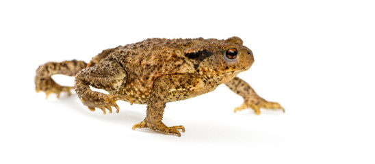 European toad, bufo bufo, in front of a white background
