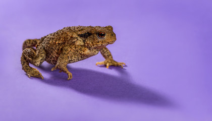 European toad, bufo bufo, in front of a purple background