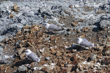 Tres Gaviotas avanzando al unisono entre las rocas