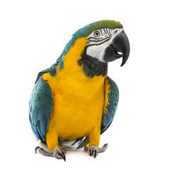 Blue-and-yellow Macaw in front of a white background